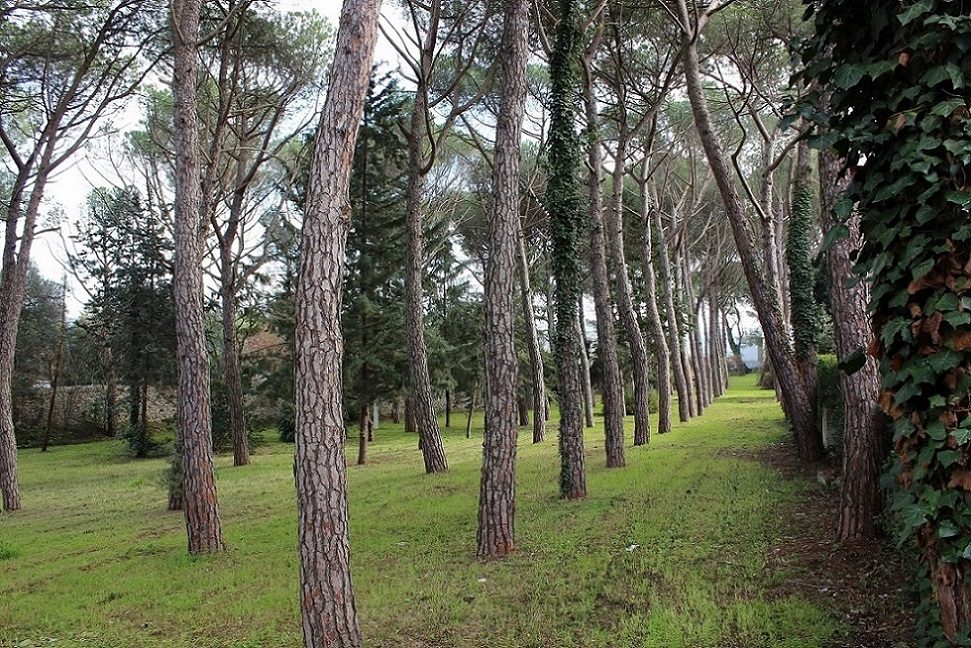 The wood near the sanatorium (2).jpg